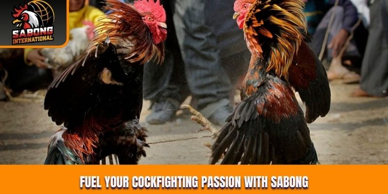 Fuel your cockfighting passion with Sabong