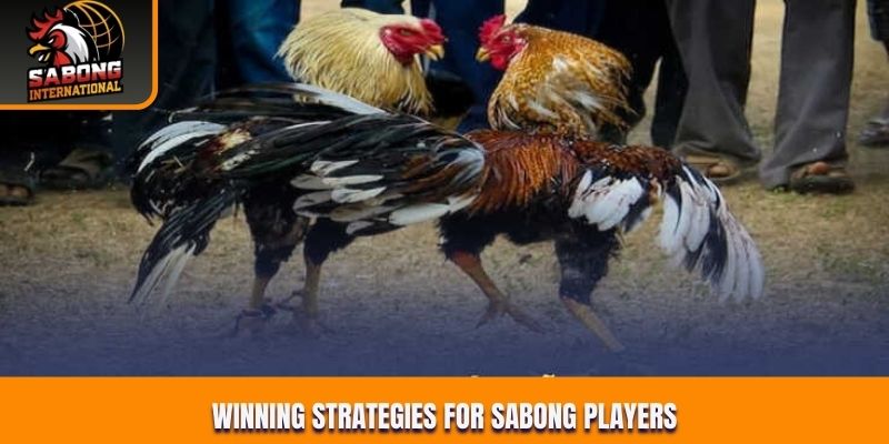 Winning strategies for Sabong players